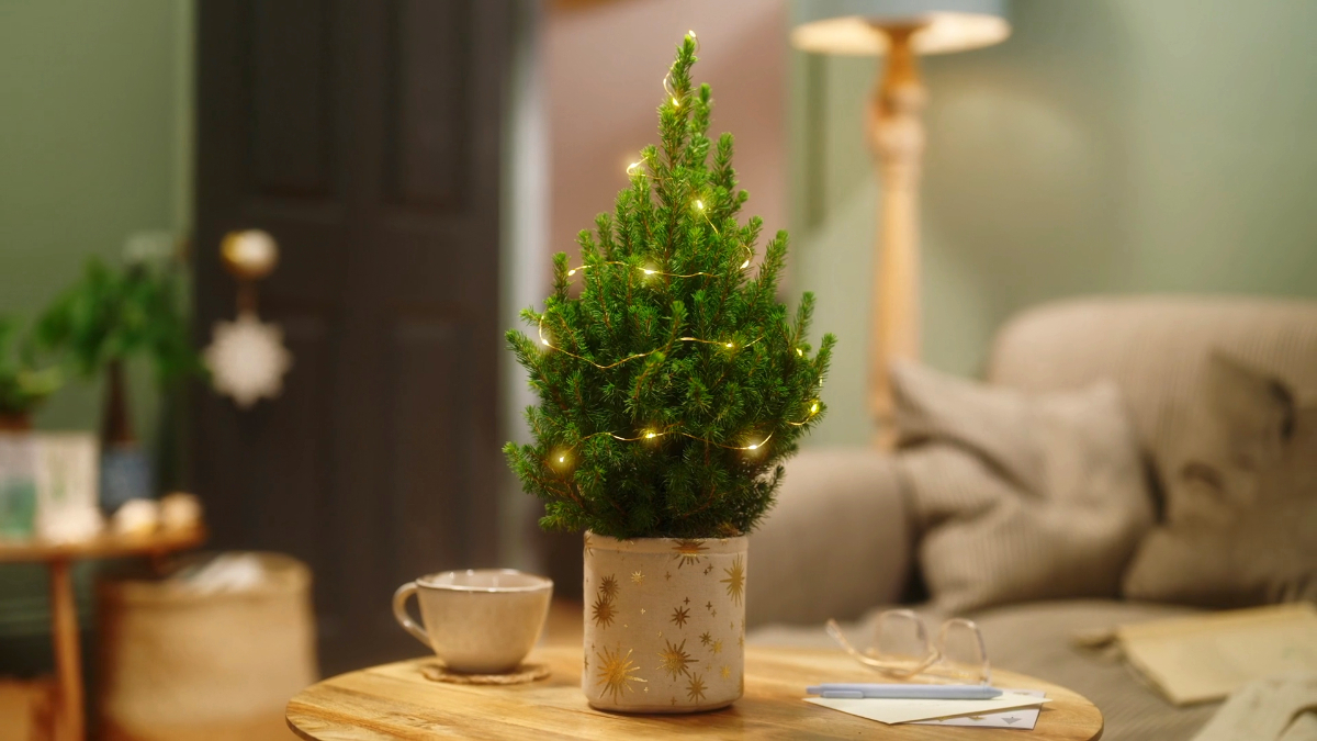 Tiny Trees 2024 - image 4